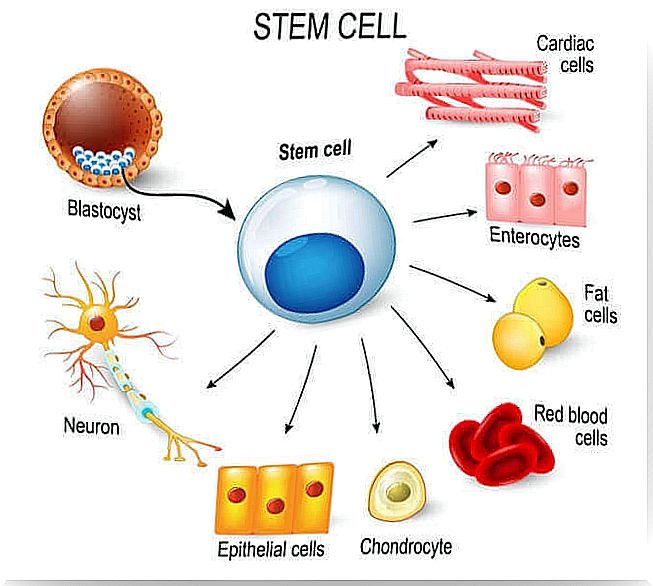 It is important for a child to be taught about stem cells